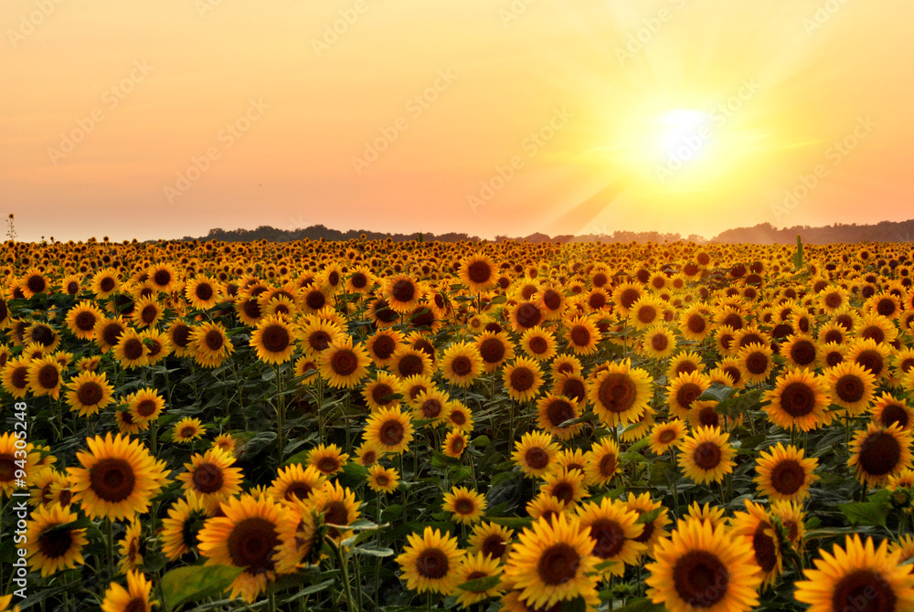 Naklejka premium Sunflower Field at Sunset