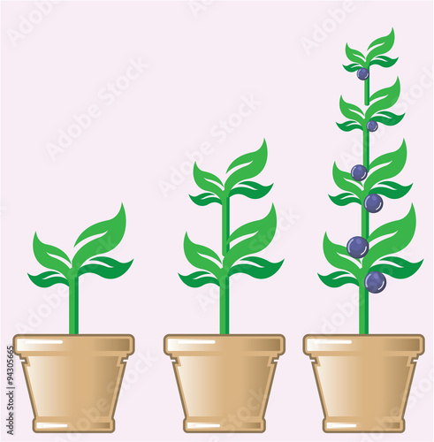 Young Growing Plant vector in a pot