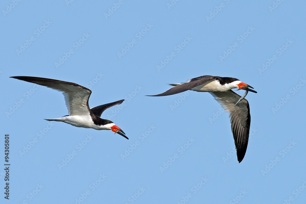 Pair of Black Skimmers in Flight with Fish Pair of Black Skimmers in Flight with Fish