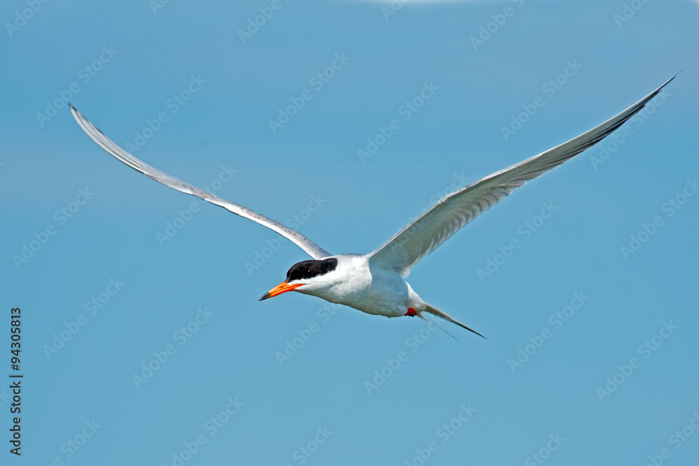 Obraz premium Forster's Tern in Flight