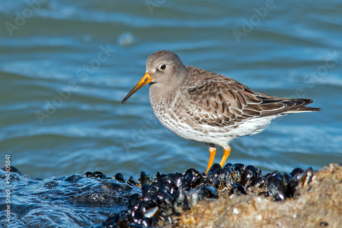 Purple Sandpiper