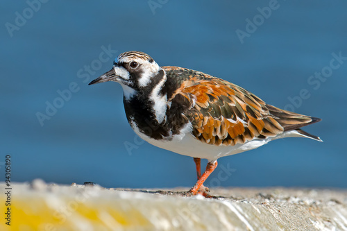 Ruddy Turnstone photo