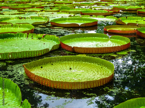 Obraz na plátně Giant water lillies Mauritius