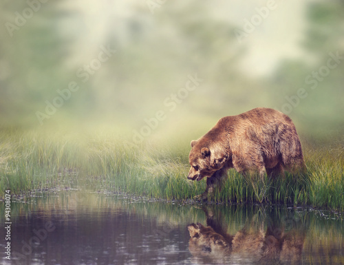 Brown Bear Near the Pond