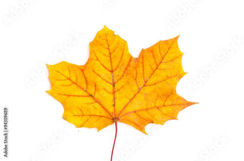 Wallpaper Mural autumn leaf on white background Torontodigital.ca