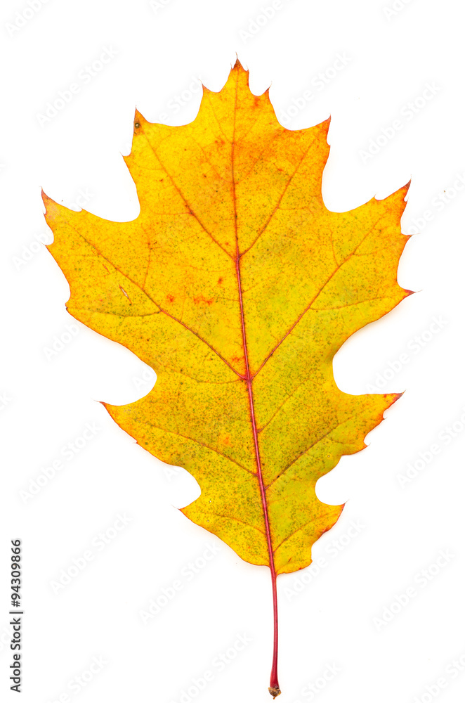 Obraz premium autumn leaf on white background