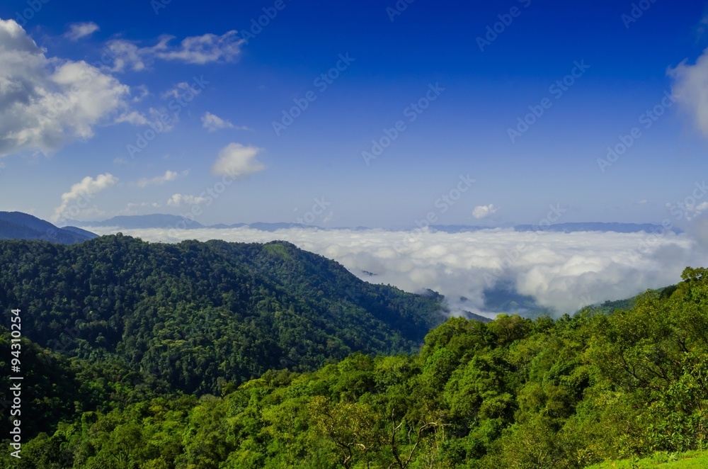 Morning mist in rainforest