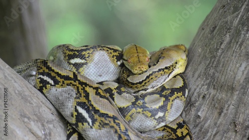 Large Python in Orchard