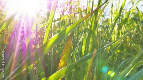

Green grass and sunlight beams  on meadow. Real time close up  dolly shot. 4K 3840x2160
