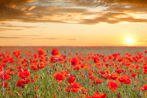 Beautiful poppy field landscape with golden sky, sun and