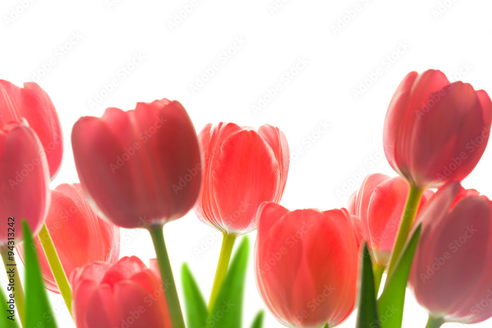 Border of Beautiful Tulips, isolated on white background, Border of Beautiful Tulips, isolated on white background,