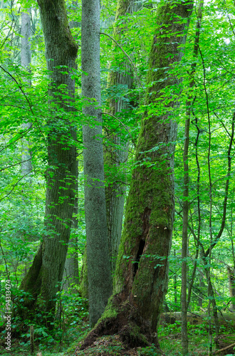 Group of old trees in summer forest photo