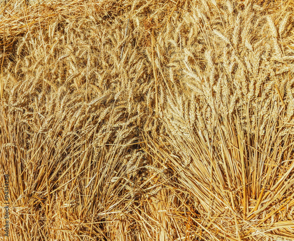 Golden ears of wheat, background Golden ears of wheat, background