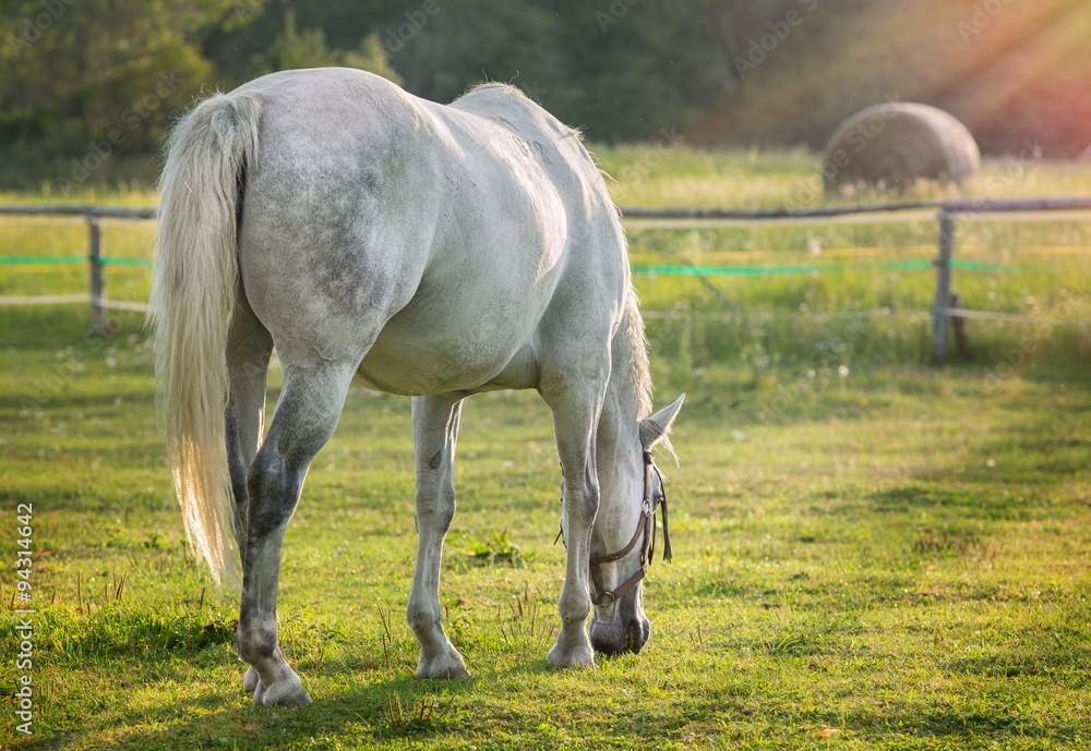 grazing horse in early morning backlight grazing horse in early morning backlight