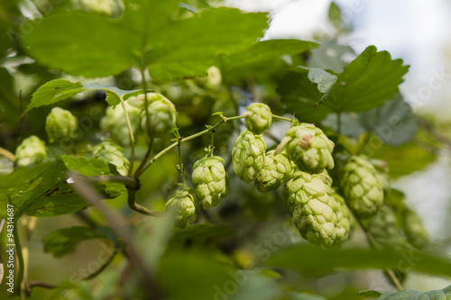 humulus lupulus - hop rotary