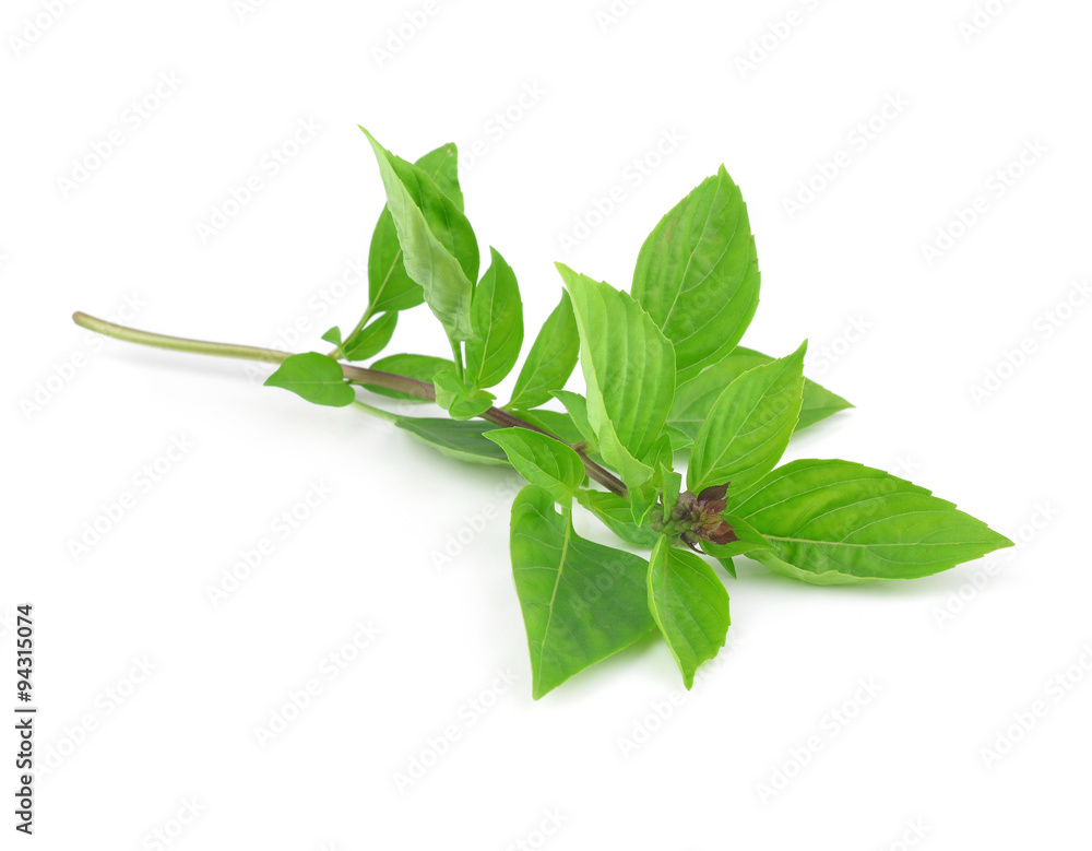 Sweet Basil isolated on white background. Sweet Basil isolated on white background.