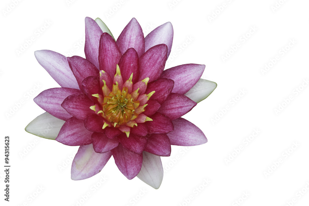 lotus flower