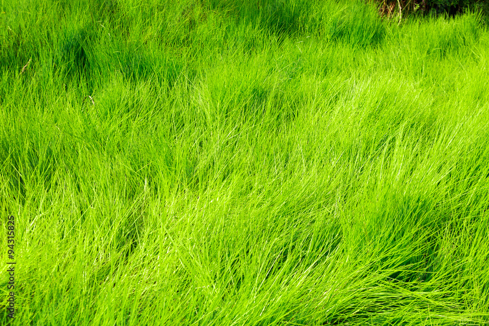 Fresh green grass Fresh green grass
