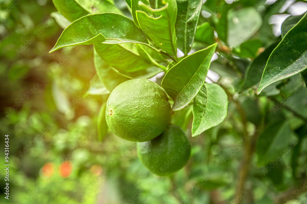 Lime tree fruits 
