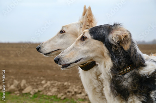 Two russian wolfhounds
