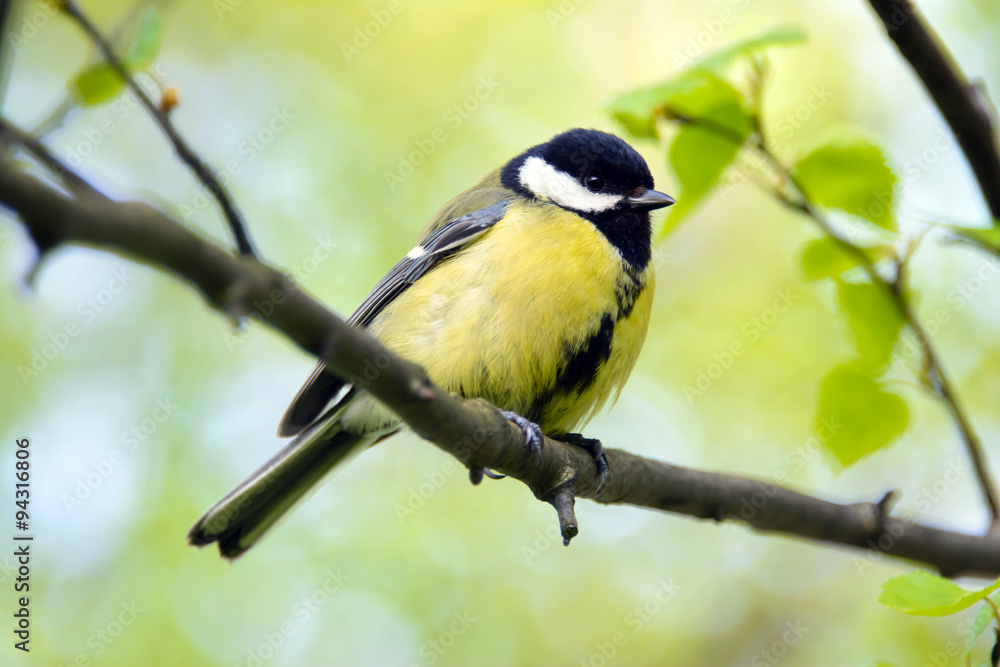 Fototapeta premium Tit bird on a branch, tit close up. Great tit, or bolshak, Parus major, Lives throughout Europe, the Middle East, Central and North Asia, in some parts of North Africa, wildlife, animal planet.