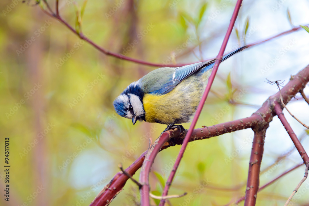 Obraz premium Blue tit bird, Cyanistes caeruleus, blue tit in summer, a lovely blue tit with a yellow chest and a blue tuft, wildlife, common in Europe, Western Asia and Northwest Africa, songbird on a branch.