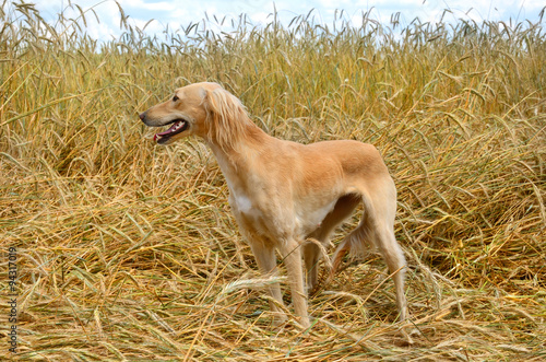 Kazakh greyhound Tazi