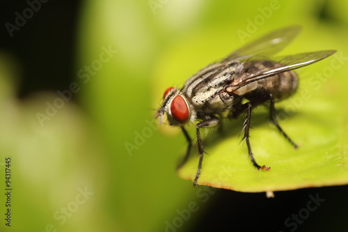 Fly insect