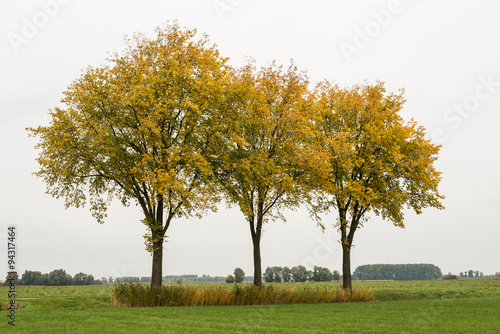 Three trees with yellow leaves against a cloudy sky