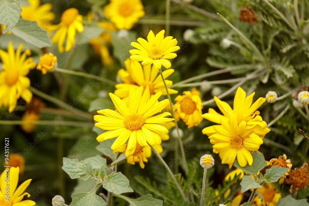 Chrysanthemum coronarium Chrysanthemum coronarium