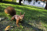 Wiewiórka w parku