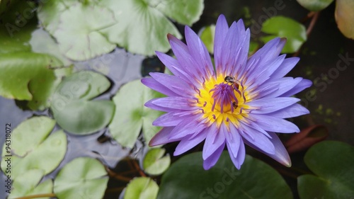 Purple Lotus