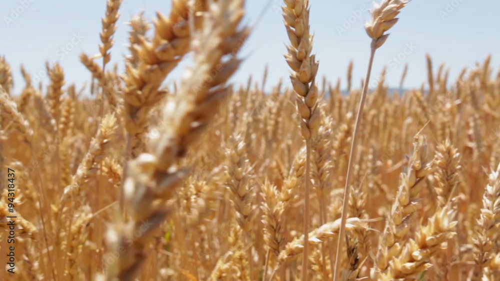 Agriculture: Wheat field - ripen plants waving at wind; harvest is about to start; closeup; Agriculture: Wheat field - ripen plants waving at wind; harvest is about to start; closeup;