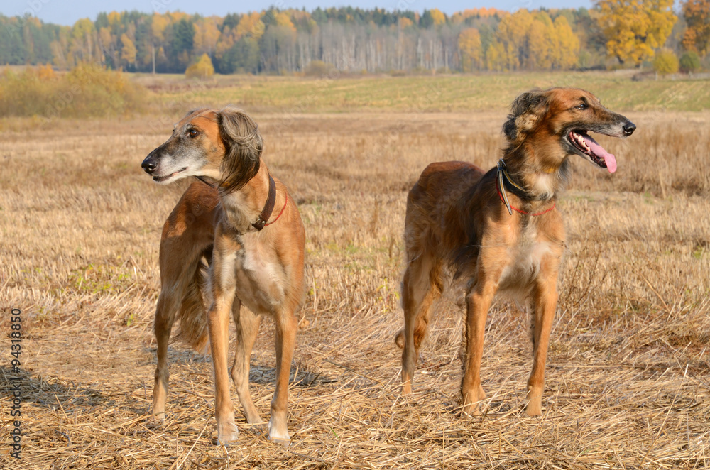 Autumn hunting dogs