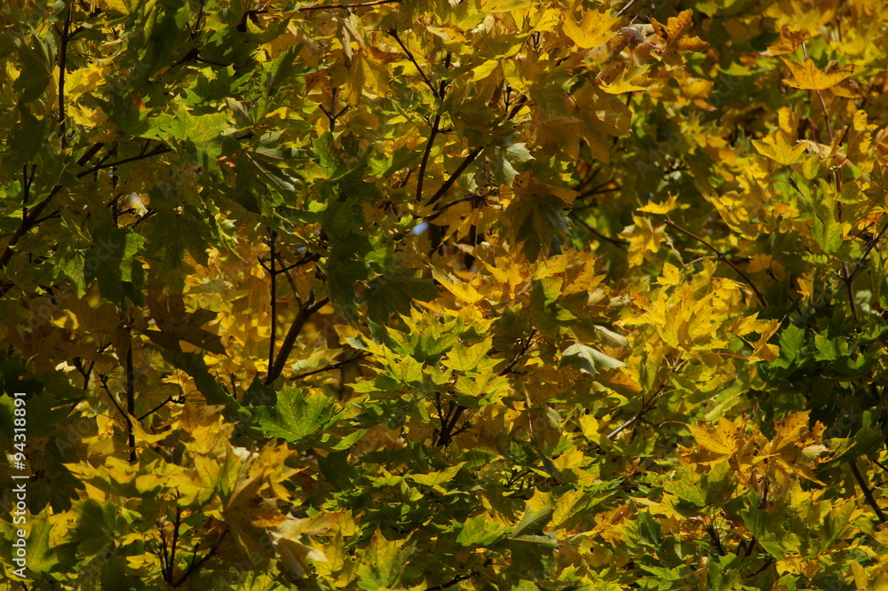 goldener Herbst goldener Herbst
