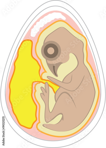 Bird Embryo