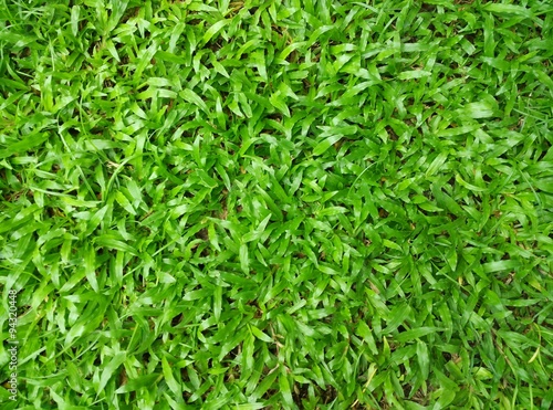 grass for play ground