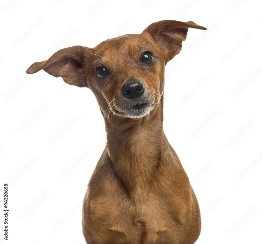 Close-up of a Pinscher in front of a white background