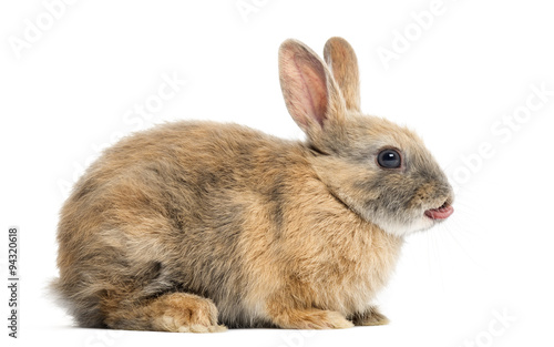 Rabbit in front of a white background