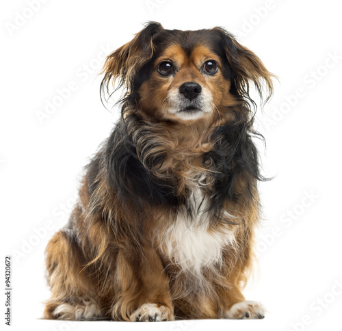 Crossbreed sitting in front of a white background