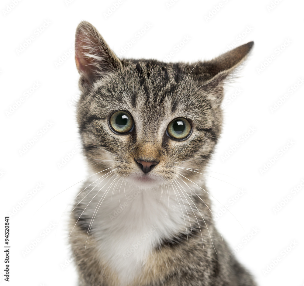 Close-up of a kittenin front of a white background Close-up of a kittenin front of a white background