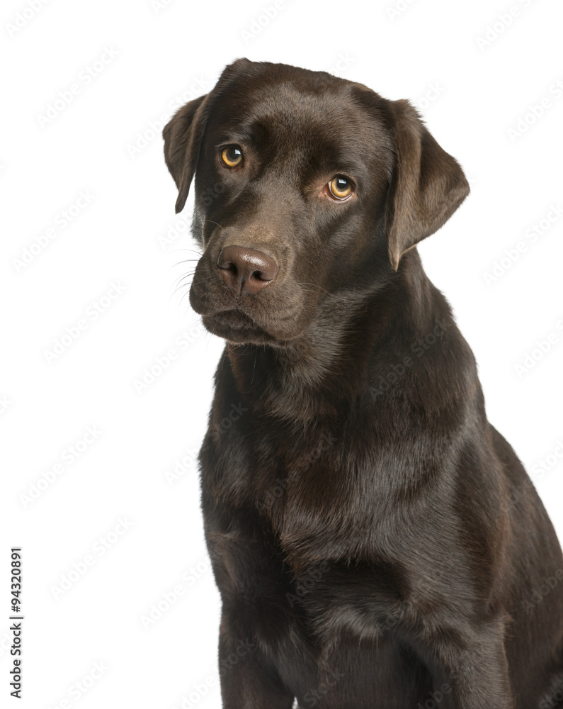 Close-up of a Labrador in front of a white background