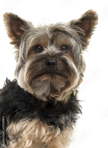 Close-up of a Yorksire Terrier in front of a white background