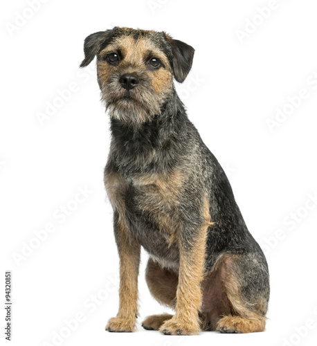 Foto Border terrier sitting in front of a white background