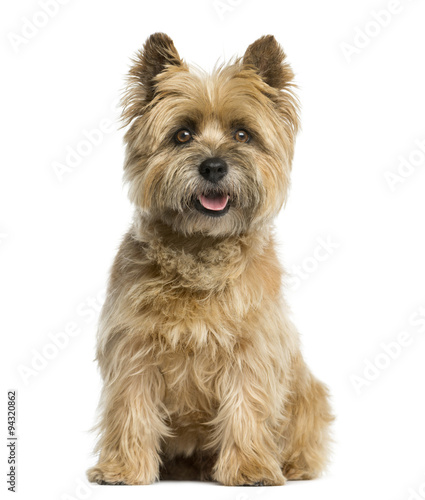 Cairn terrier sitting in front of a white background