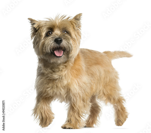 Fototapeta Naklejka Na Ścianę i Meble -  Cairn terrier walking in front of a white background