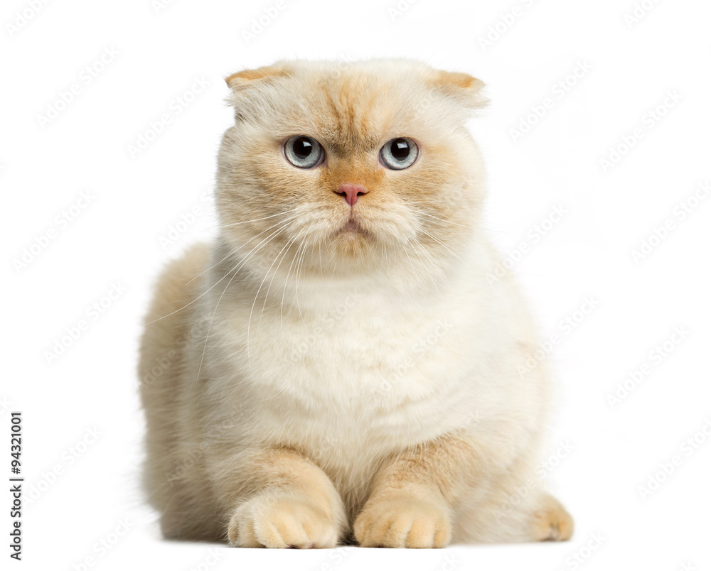 Cat lying in front of a white background
