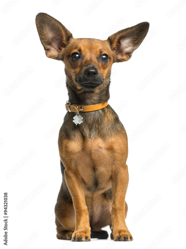 Pinscher sitting in front of a white background