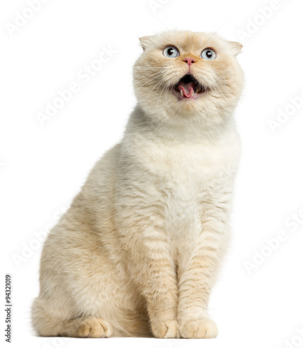 Fototapeta Naklejka Na Ścianę i Meble -  Cat sitting in front of a white background