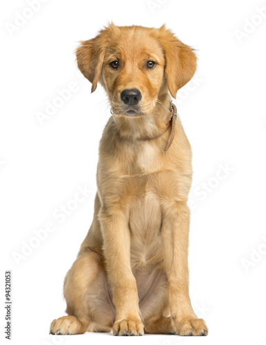 Golden Retreiver puppy sitting in front of a white background